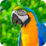 parrot wallpapers 4k android application logo